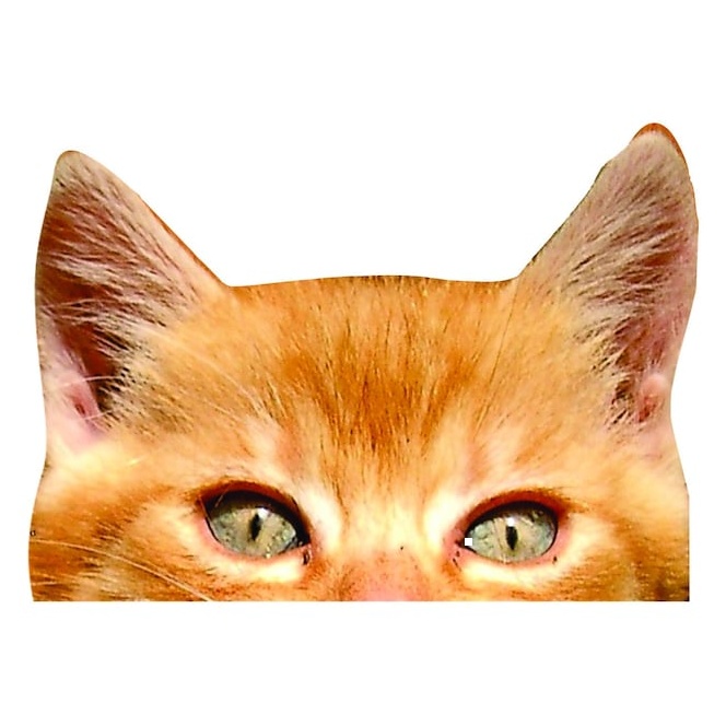 orange tabby cat eyes car decal - Multiple Sizes tabby cat - vinyl decal by Growing Tree Gallery