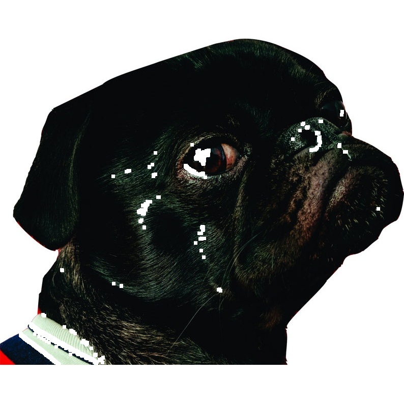 Pug Car decal, - Multiple Sizes Black Pug, Funny pug car sticker - vinyl decal by Growing Tree Gallery