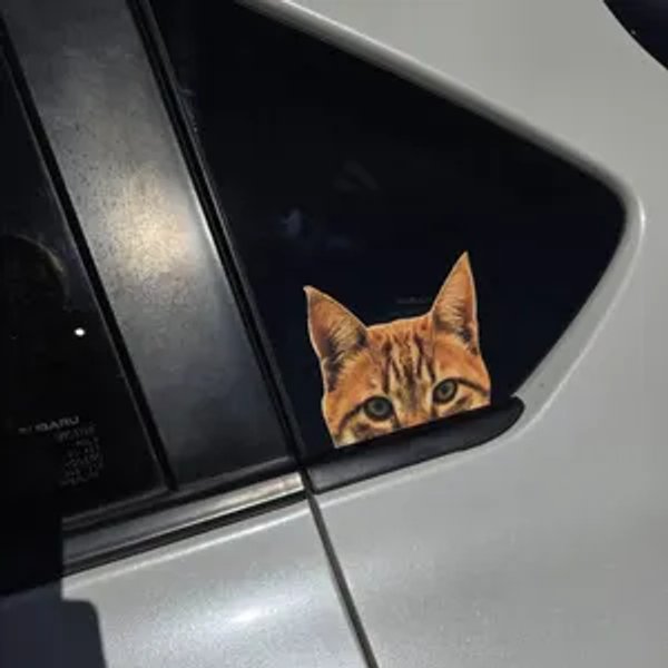 Customer review photo 18